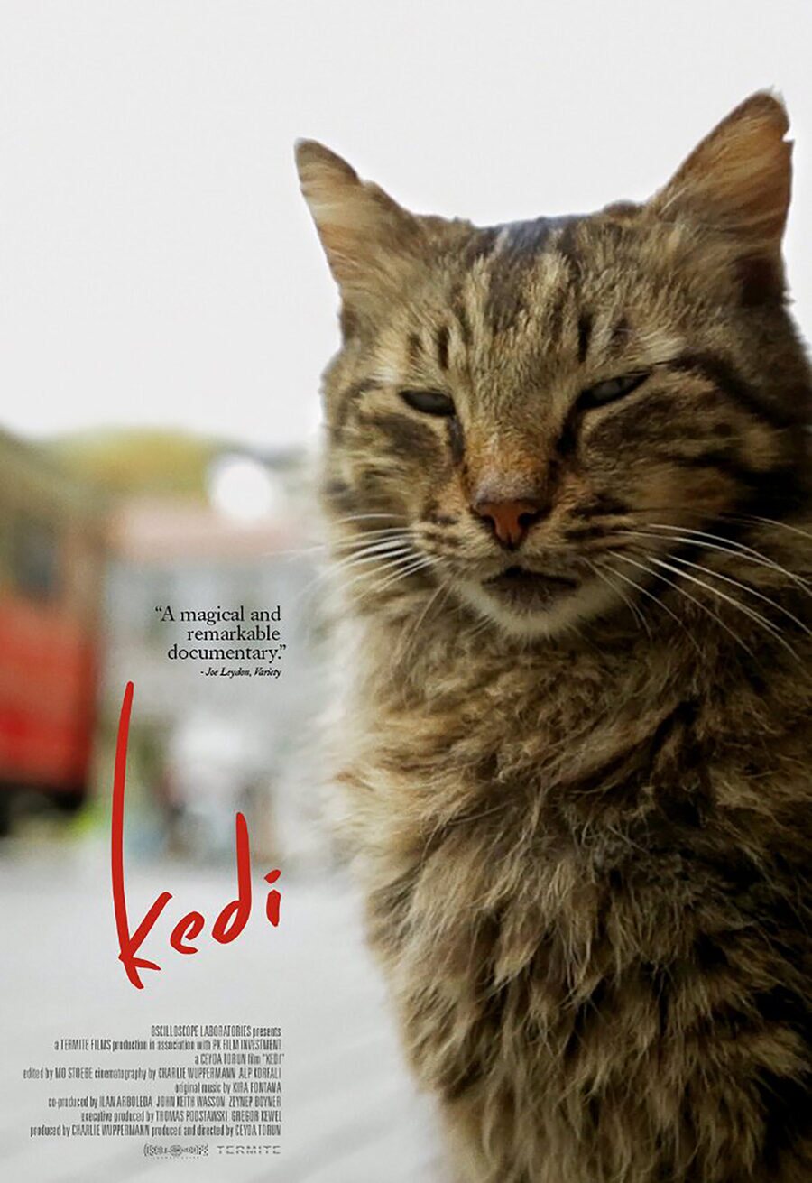 Cartel de Kedi (Gatos de Estambul) - Poster EEUU