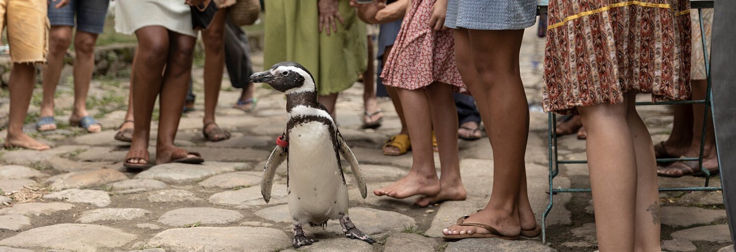 Mi amigo el pingüino