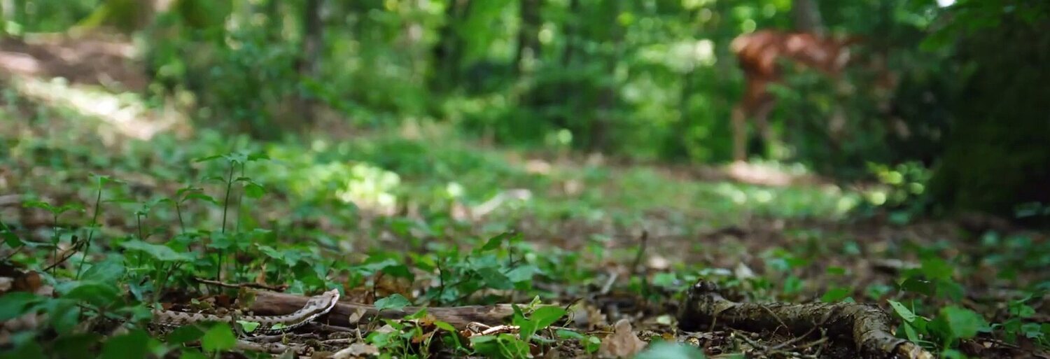 Bambi, una vida en el bosque