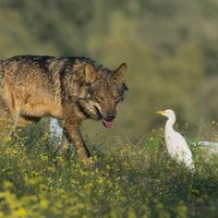 Barbacana, la huella del lobo