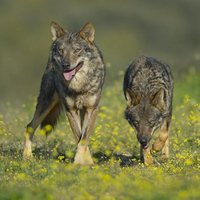 Barbacana, la huella del lobo