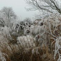 'Five Seasons: The Gardens of Piet Oudolf'