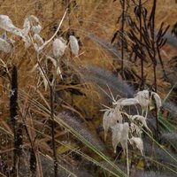 'Five Seasons: The Gardens of Piet Oudolf'