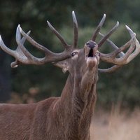  Dehesa, el bosque del lince ibérico