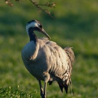  Dehesa, el bosque del lince ibérico