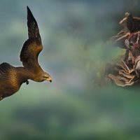  Dehesa, el bosque del lince ibérico