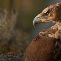  Dehesa, el bosque del lince ibérico