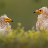  Dehesa, el bosque del lince ibérico