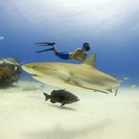 Tiburón, en las garras del hombre