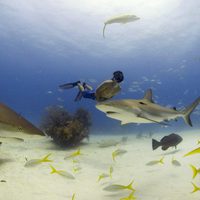 Tiburón, en las garras del hombre