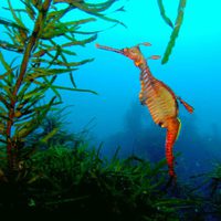 Tiburón, en las garras del hombre