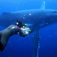 Tiburón, en las garras del hombre