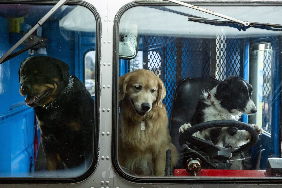 Como perros y gatos. La patrulla unida