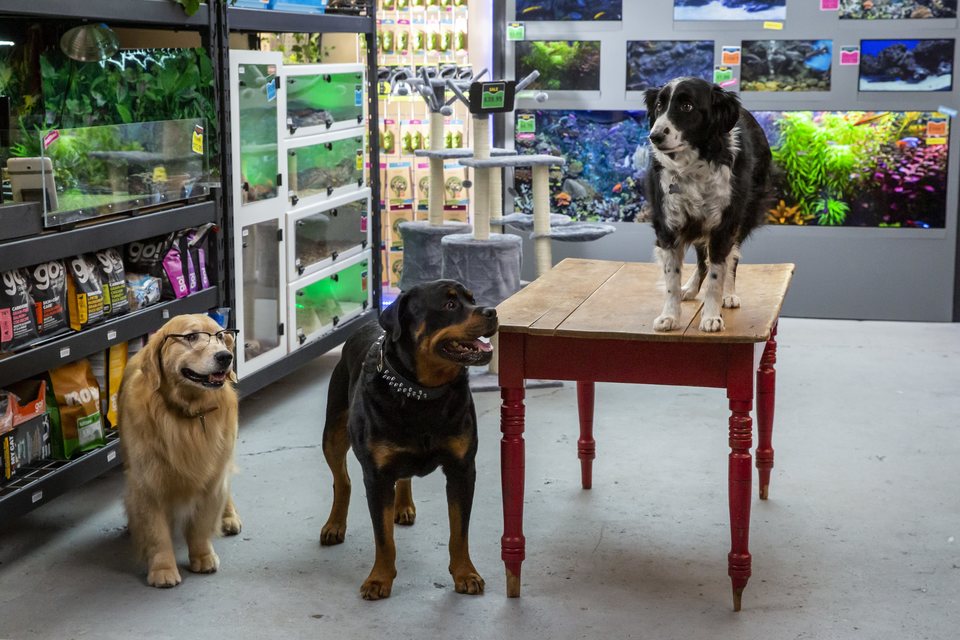 Como perros y gatos. La patrulla unida