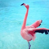 The Mystery of the Pink Flamingo