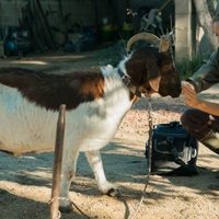 Una veterinaria en la Borgoña