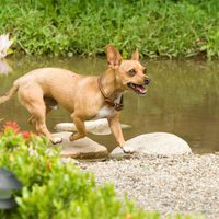 Un Chihuahua en Beverly Hills