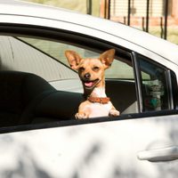 Un Chihuahua en Beverly Hills