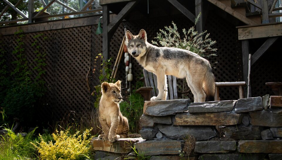 El lobo y el león