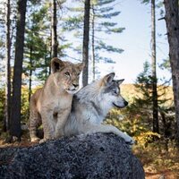 El lobo y el león