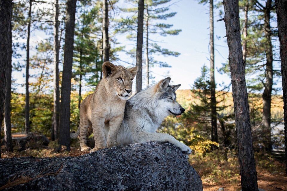 El lobo y el león