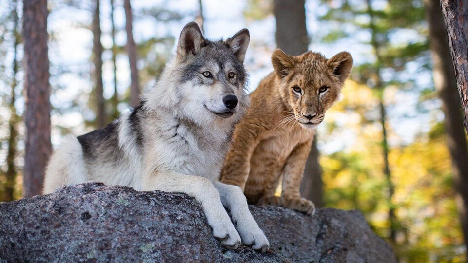 El lobo y el león