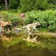 El lobo y el león