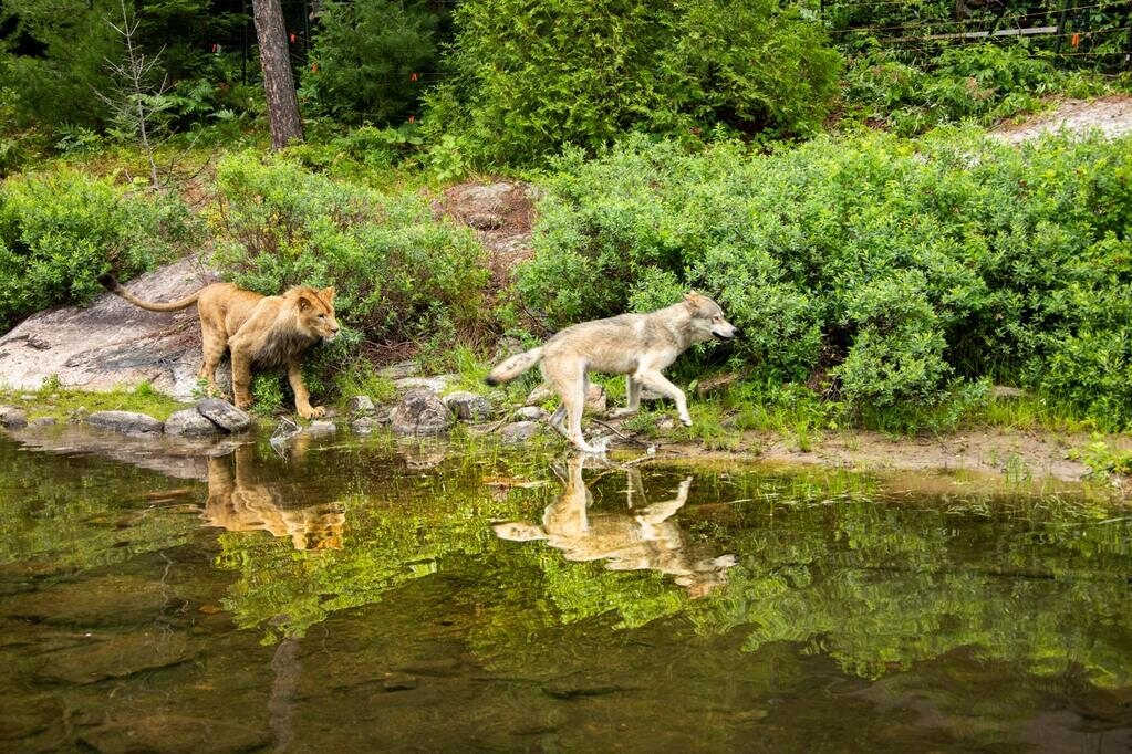 El lobo y el león