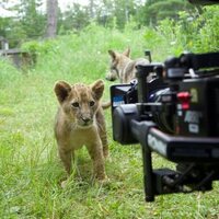 El lobo y el león