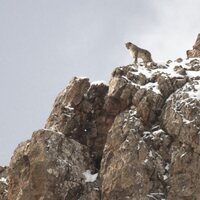 El leopardo de las nieves