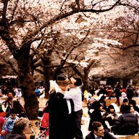 Cerezos en flor