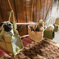 Hotel para perros