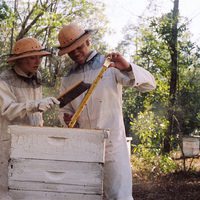 La vida secreta de las abejas