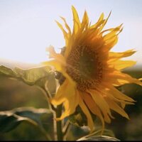 Los girasoles de Van Gogh