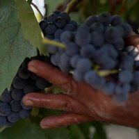 Rioja, la tierra de los mil vinos