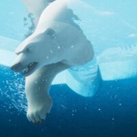 Katak, la pequeña ballena blanca