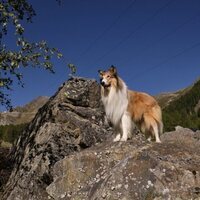 Lassie: Una nueva aventura