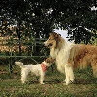 Lassie: Una nueva aventura