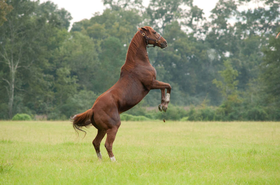 Campeón (Secretariat)