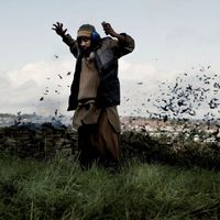 Four lions