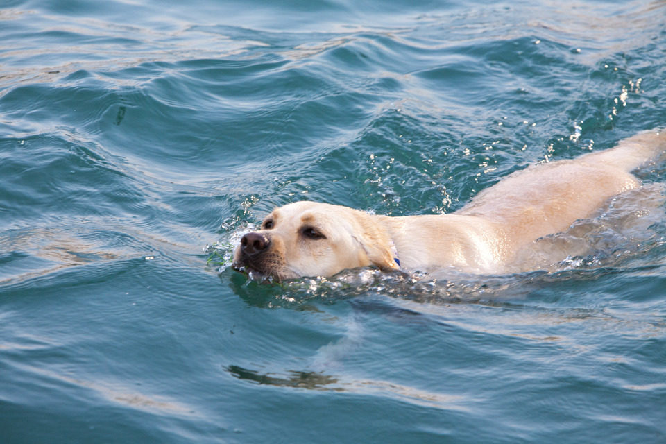 Tiburón 3D: La presa