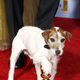 Uggie posa con el Globo de Oro de 'The Artist'