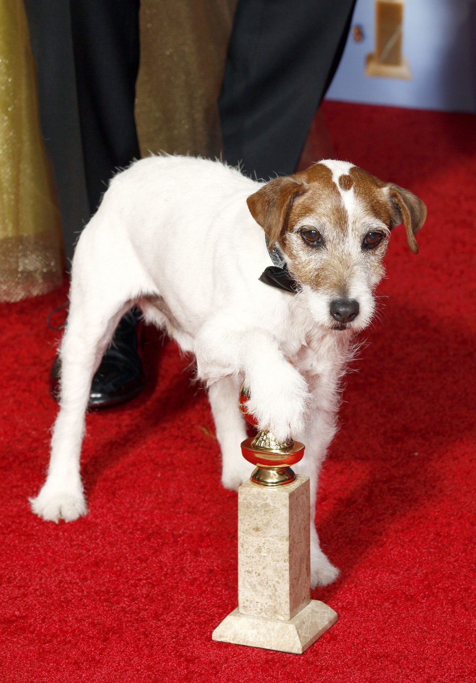 Uggie posa con el Globo de Oro de 'The Artist'