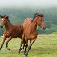 War Horse (Caballo de batalla)