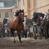 War Horse (Caballo de batalla)