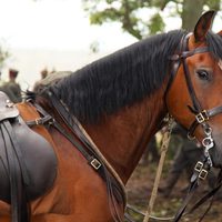 War Horse (Caballo de batalla)