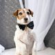 Uggie, el perro de 'The artist', tras hacerse su cinta con el Oscar a la mejor película