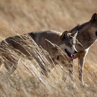 El último lobo