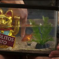 Los insólitos peces gato