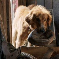 A Dog's Purpose